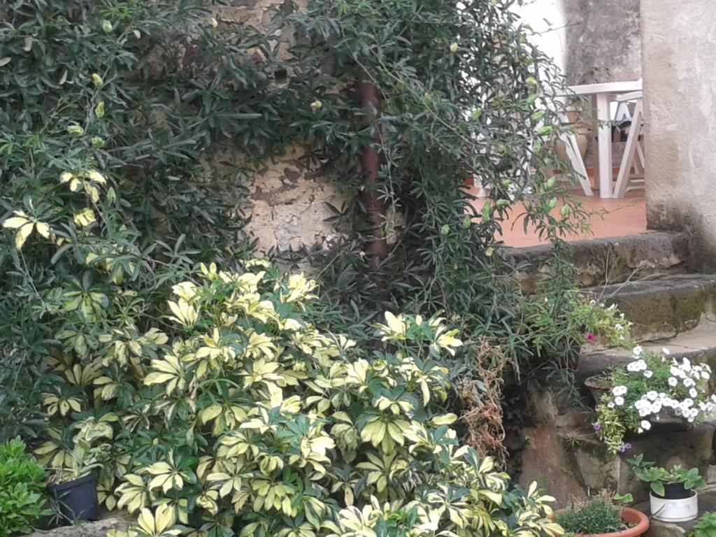 Bed & Breakfast Casa Pisanu Narbolia Exterior photo